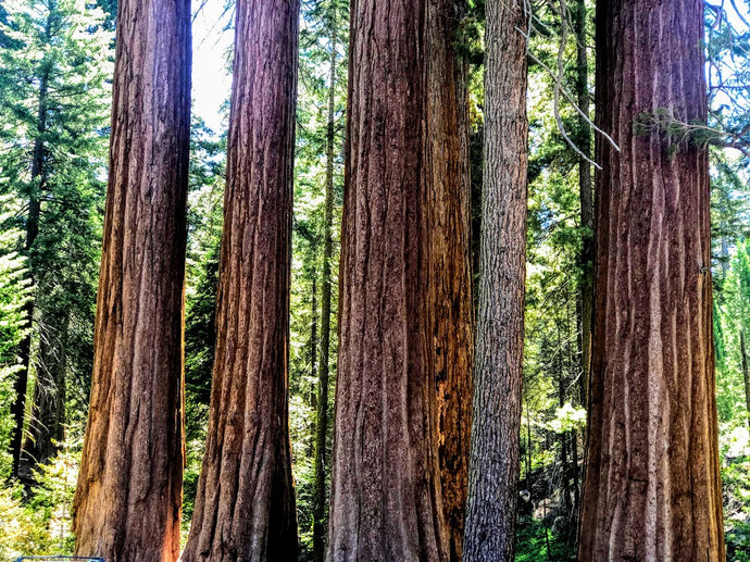 Kings Canyon & Sequoia National Park - Best attractions and campsites